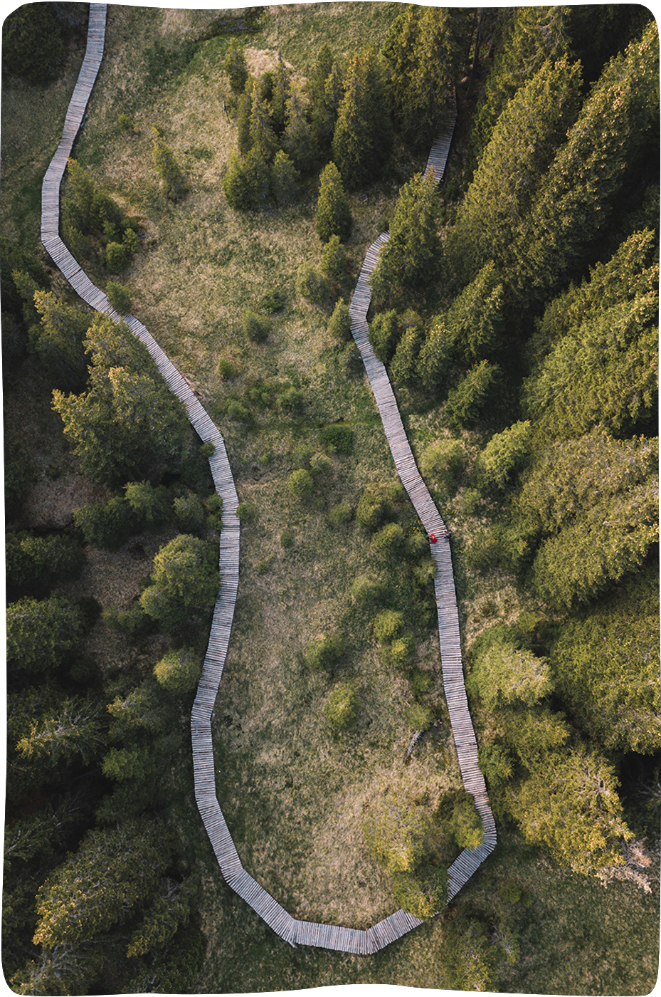 Luftaufnahme eines geschwungenen Holzwegs durch den Wald – Sinnbild für individuelle Wege und flexible Studiendauer im Theologiestudium